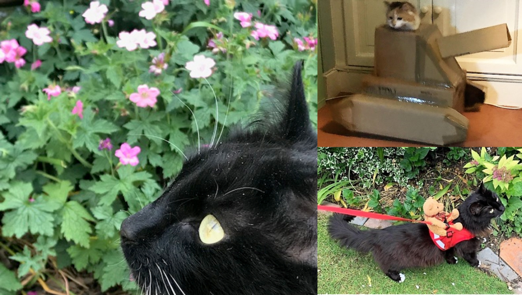 Left picture: Close up of a black cats face looking into the garden - possibly watching birds
Top right: A white and ginger cat sat in an army tank made out of cardboard
Bottom right: Black cat on a red lead exploring the garden with a small teddy bear on his back.