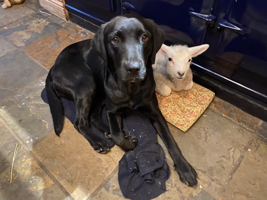 Picture of a black Labrador and small lamb sitting side by side looking at the camera