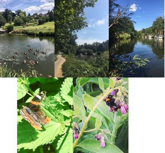 Top left: ducks swimming down a river
Middle top: walkway alongside river
Top right: View down the river with trees overlapping river and boats on the right
Bottom left: Brown and orange butterfly sat on nettles
Bottom right: bumble bees sucking pollen from purple flowers